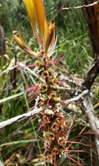 Melaleuca megalongensis