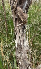 Melaleuca megalongensis