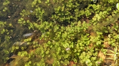 Micranthemum umbrosum