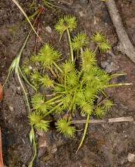 Isolepis hystrix