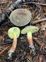 Xerocomellus diffractus