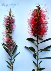 Melaleuca megalongensis