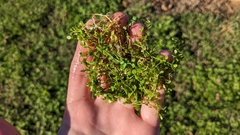 Micranthemum umbrosum