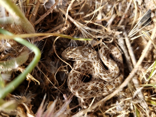 Eastern Montpellier Snake