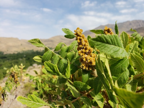 Tanner's sumac