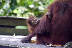 Pongo pygmaeus morio