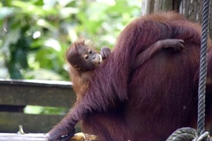 Pongo pygmaeus morio