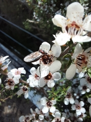 Dilophus nigrostigma