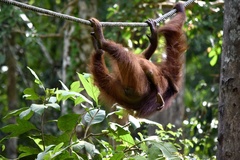 Pongo pygmaeus morio
