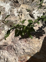 Ageratina havanensis