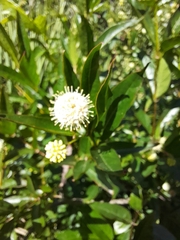 Cephalanthus glabratus