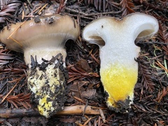 Gomphidius oregonensis