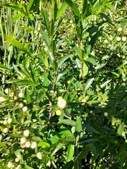 Cephalanthus glabratus