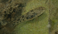 Gobiomorphus cotidianus