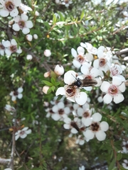 Dilophus nigrostigma