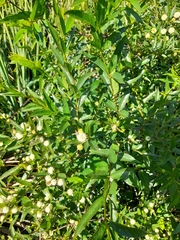 Cephalanthus glabratus