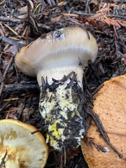 Gomphidius oregonensis