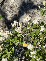 Ageratina havanensis