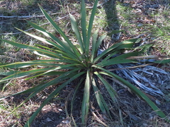 Yucca rupicola