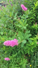 Spiraea