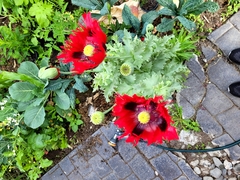 Papaver somniferum