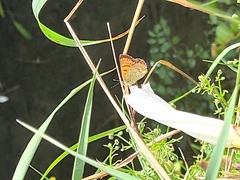 Lycaena 'canterbury common copper'