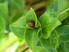 Coccinella undecimpunctata