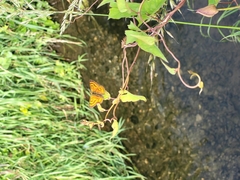 Lycaena rauparaha