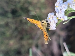 Lycaena 'canterbury common copper'