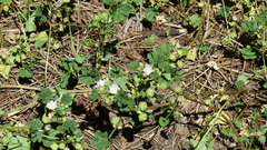 Malva neglecta