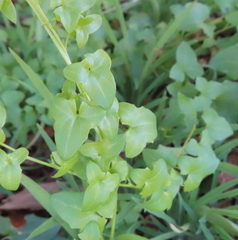 Maurandya antirrhiniflora