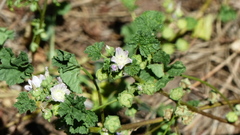 Malva neglecta