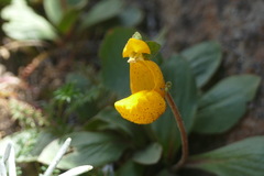 Calceolaria polyrhiza