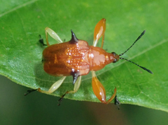 Euscelus spiniger