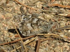 Hipparchia aristaeus