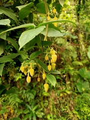 Clematis leschenaultiana