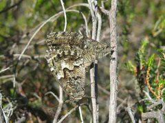 Hipparchia aristaeus