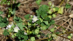 Malva neglecta