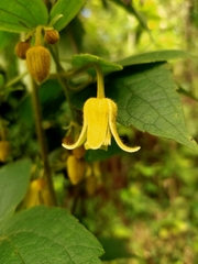 Clematis leschenaultiana