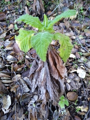 Salvia spathacea