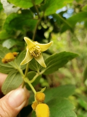 Clematis leschenaultiana