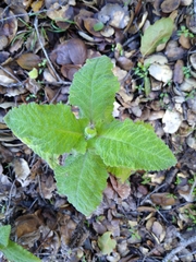 Salvia spathacea