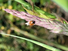 Coccinella undecimpunctata