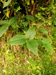 Clematis leschenaultiana