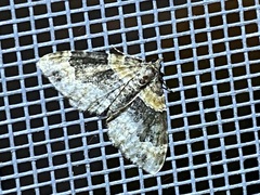 Xanthorhoe ferrugata