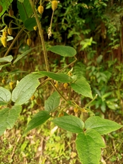 Clematis leschenaultiana