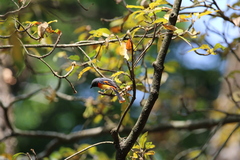 Pericrocotus flammeus