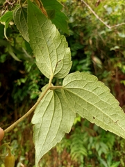 Clematis leschenaultiana