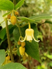 Clematis leschenaultiana