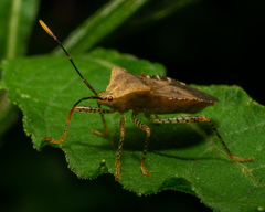 Anasa repetita
